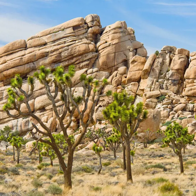 USA, California, Joshua Tree National Park, Joshua trees in desert