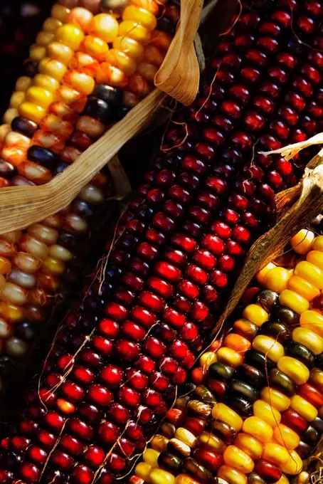 Seasonal indian corn