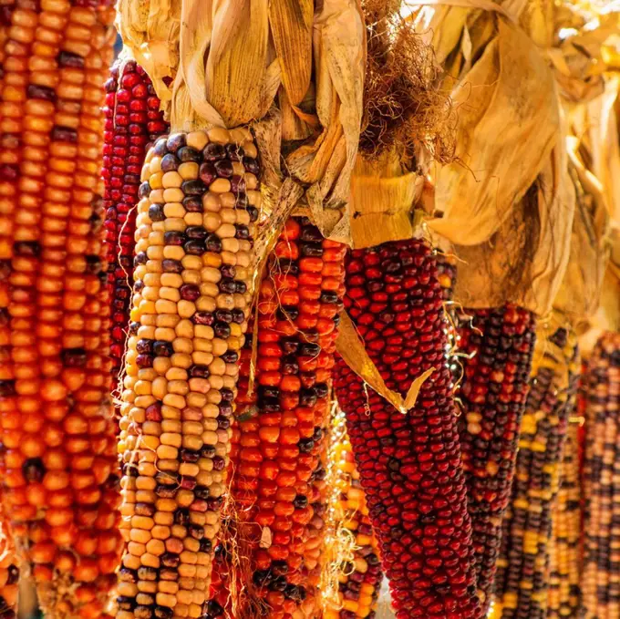 Seasonal indian corn