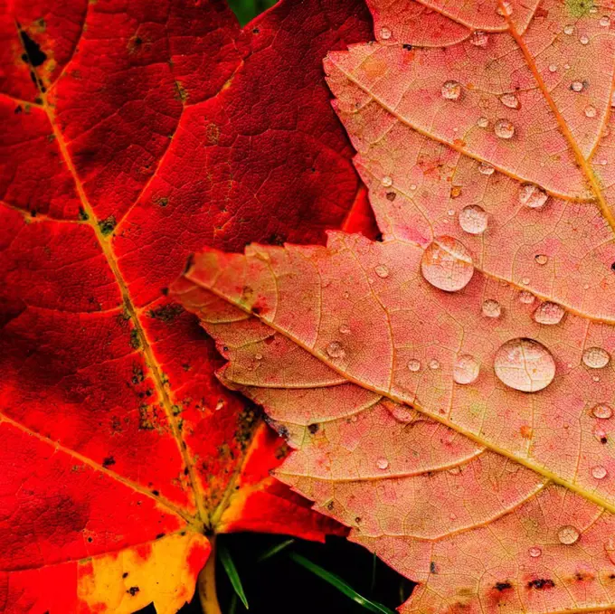 Wet autumn leaves