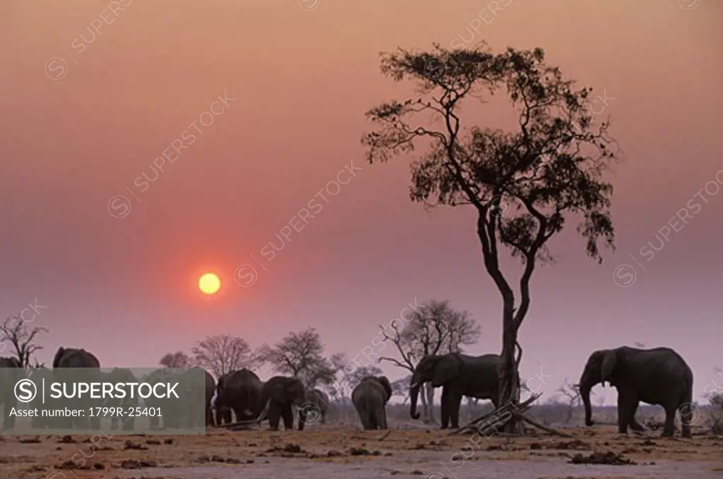 Herd of African elephants (Loxodonta africana) in a field, Okavango Delta, Botswana