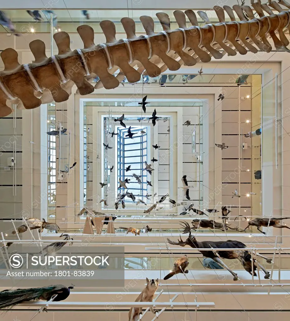 MUSEScience Museum, Trentino, Italy. Architect Renzo Piano Building Workshop, 2013. View upwards through atrium with taxidermied animals and skeletons on display.