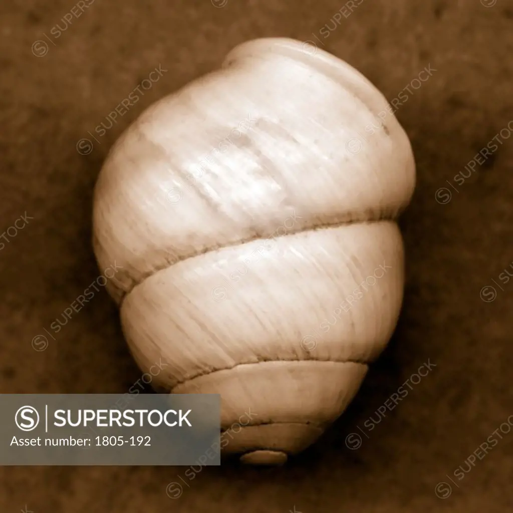 Snail Shell by John Kuss