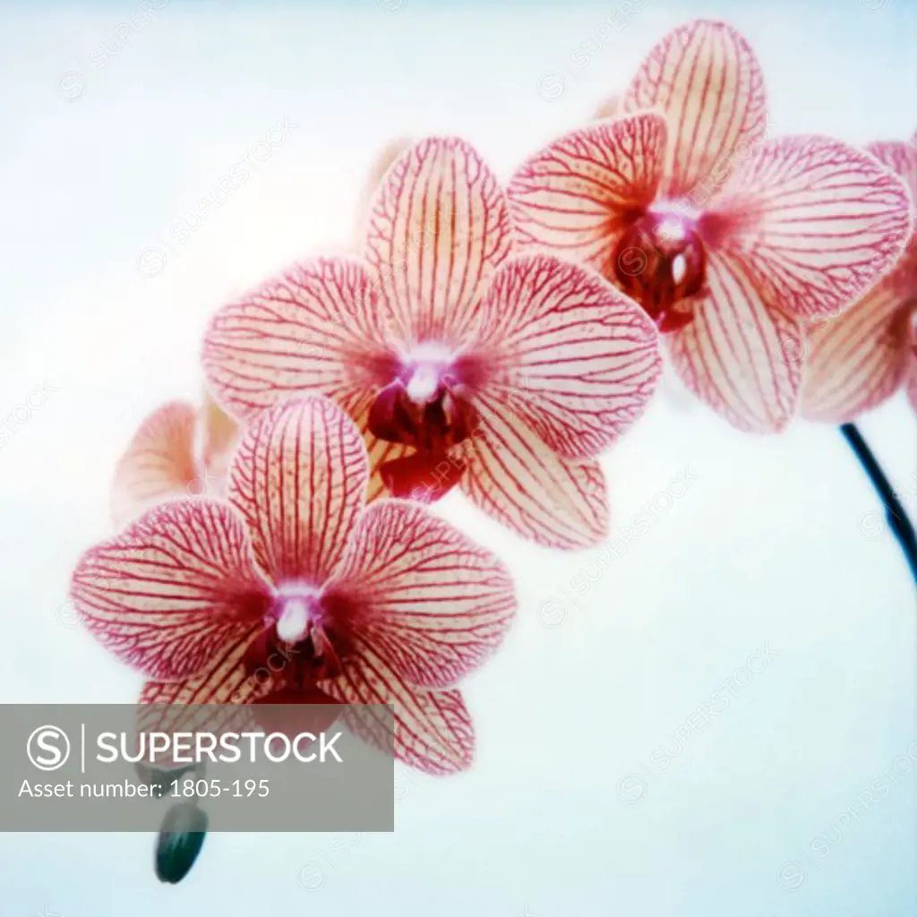 Orchids by John Kuss, Photograph