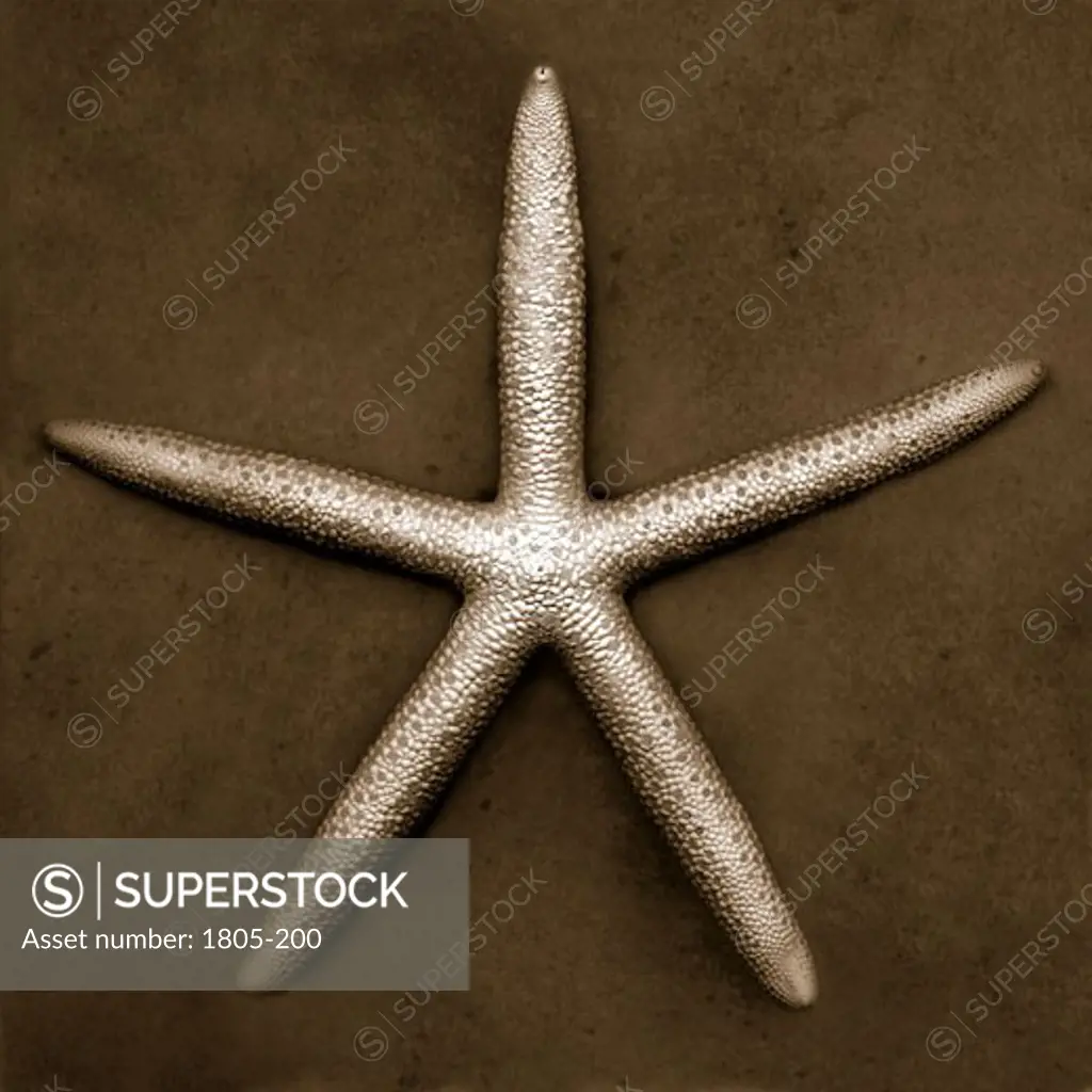 Starfish by John Kuss, Photograph