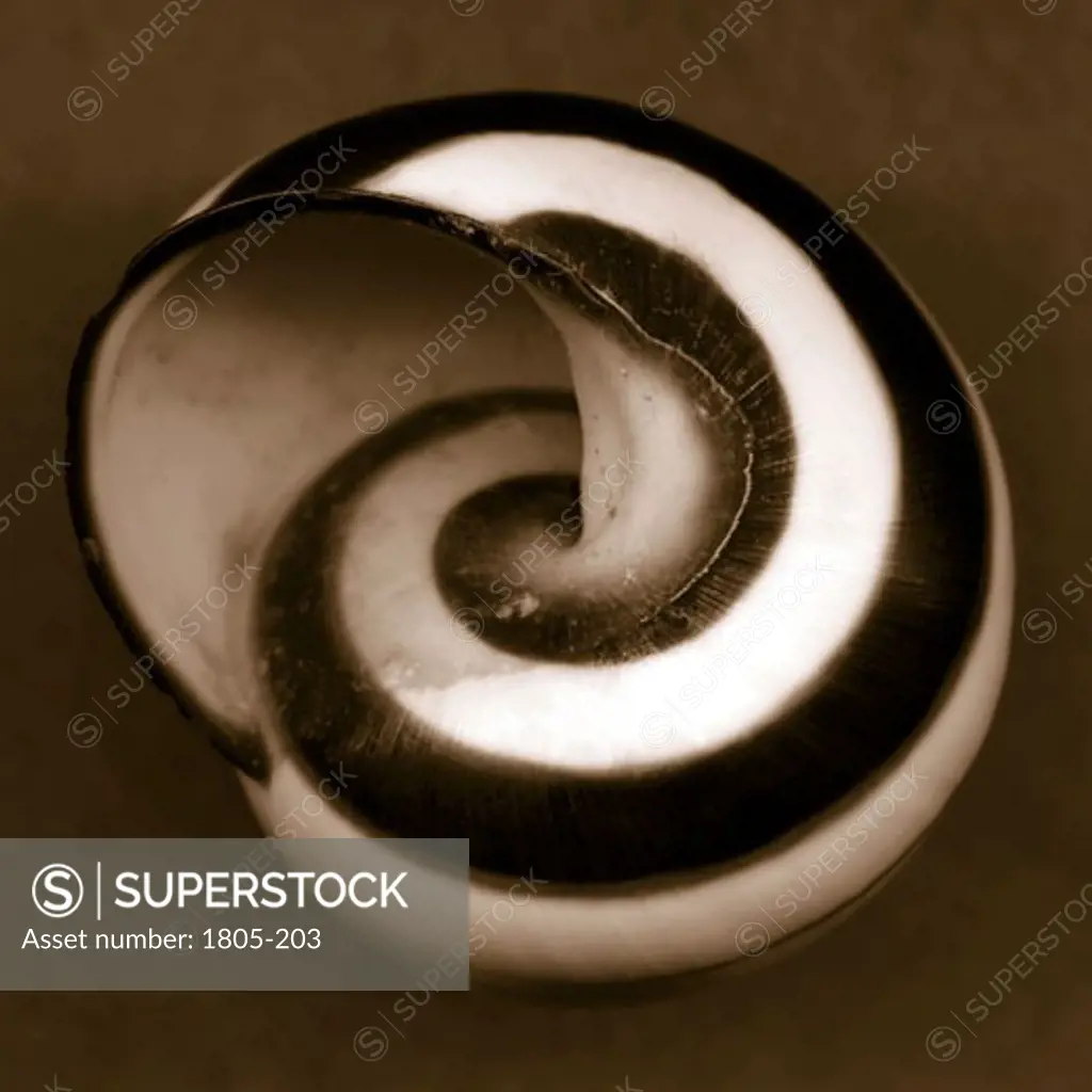 Snail Shell by John Kuss, Photograph