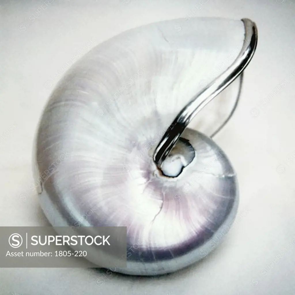 Silver nautilus by John Kuss, Photograph