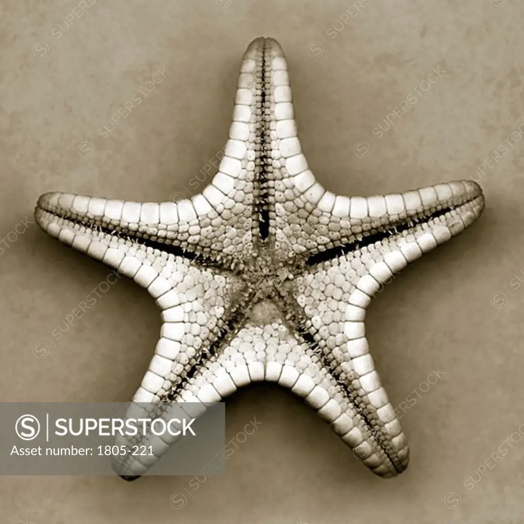Starfish by John Kuss, Photograph
