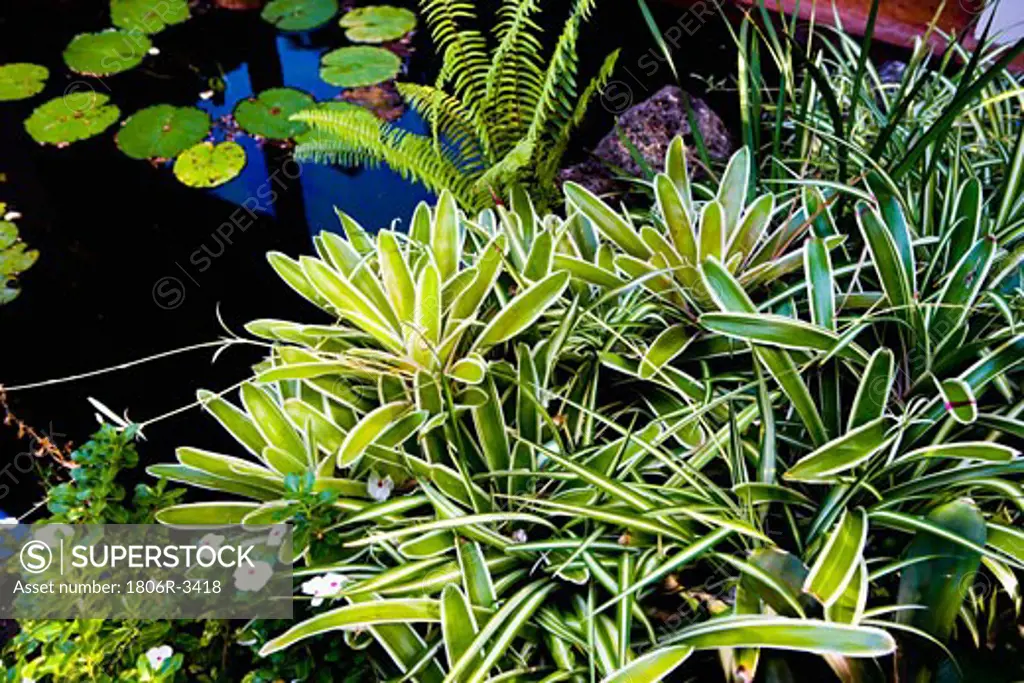 Tropical Plant life and Pond with Lilly Pads