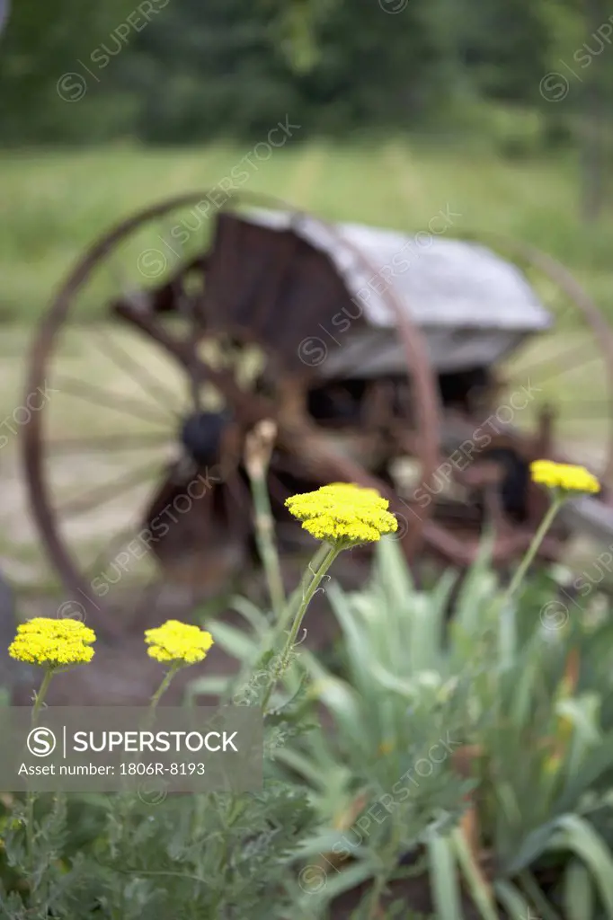 antique plow sits in country garden