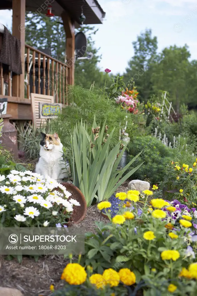 cat relaxes in country garden