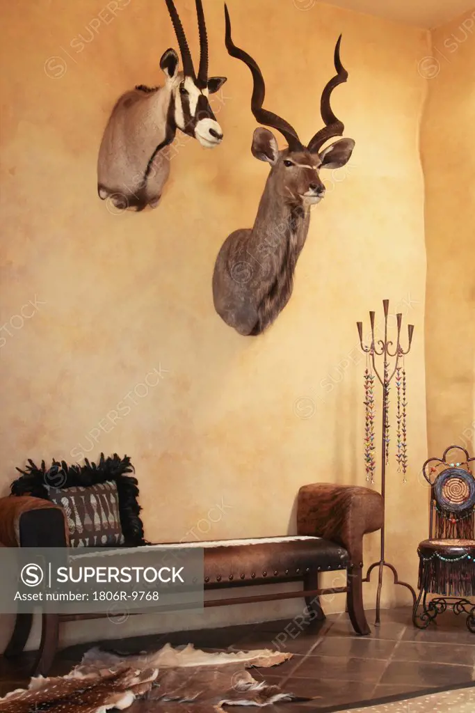 Bench below gazelle heads mounted on wall