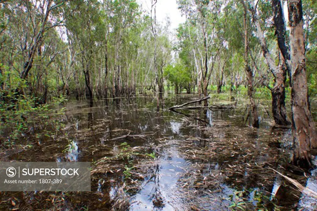 Swamp in a forest, Bamurru Plains, Mary River National Park, Kakadu National Park, Northern Territory, Australia