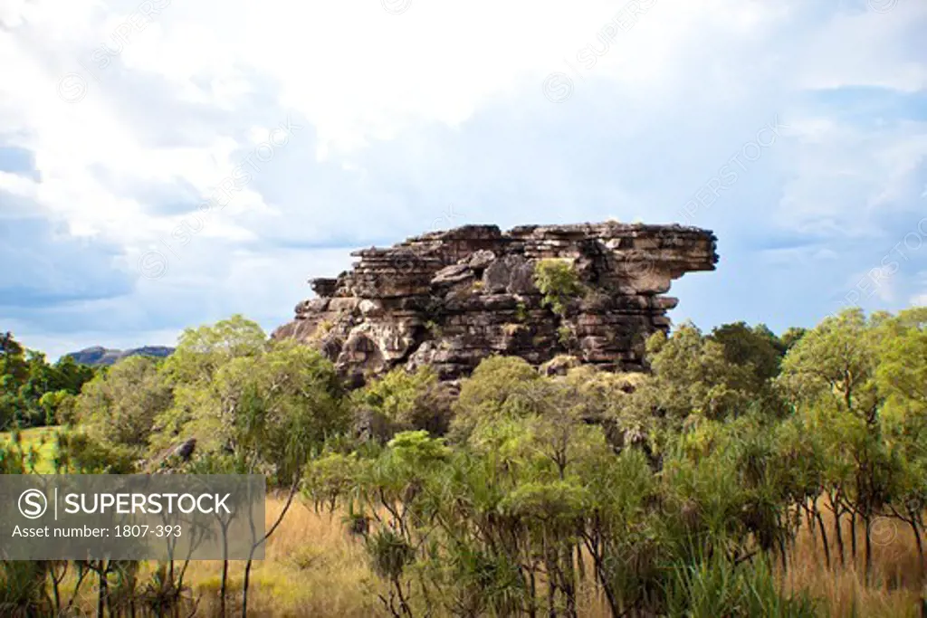 Trees on a hill, Kakadu National Park, Northern Territory, Australia