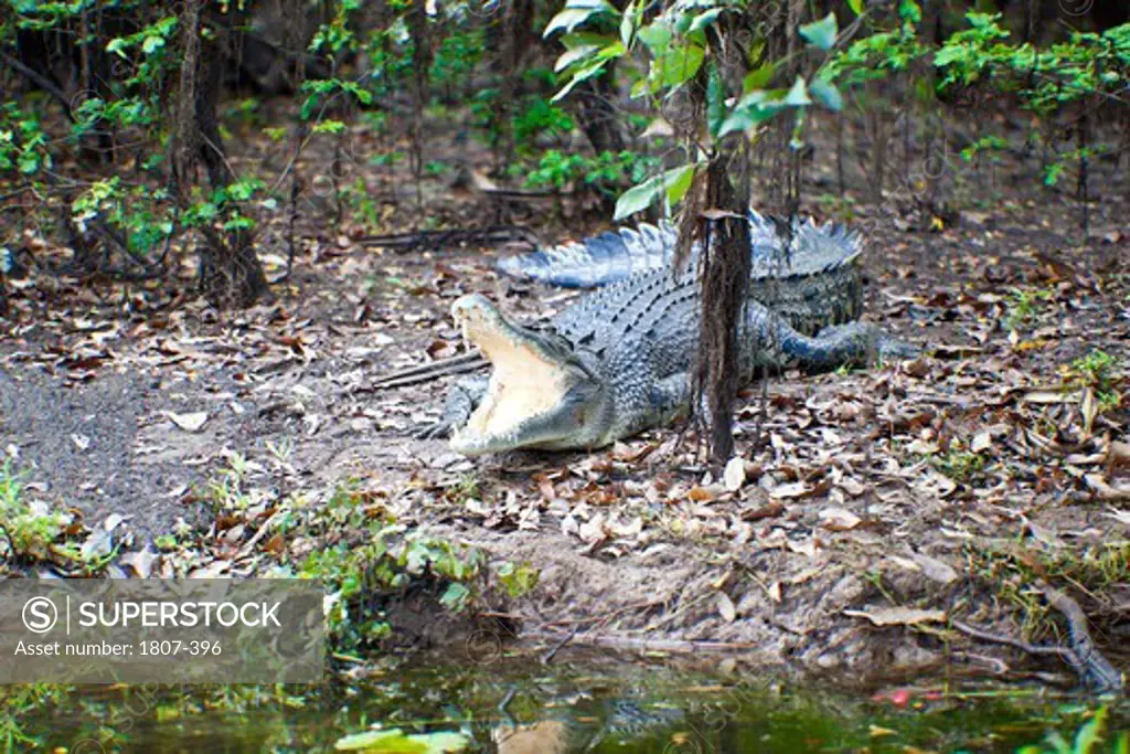 Australian Saltwater crocodile (Crocodylus porosus) in a forest, Yellow Water, Kakadu National Park, Northern Territory, Australia