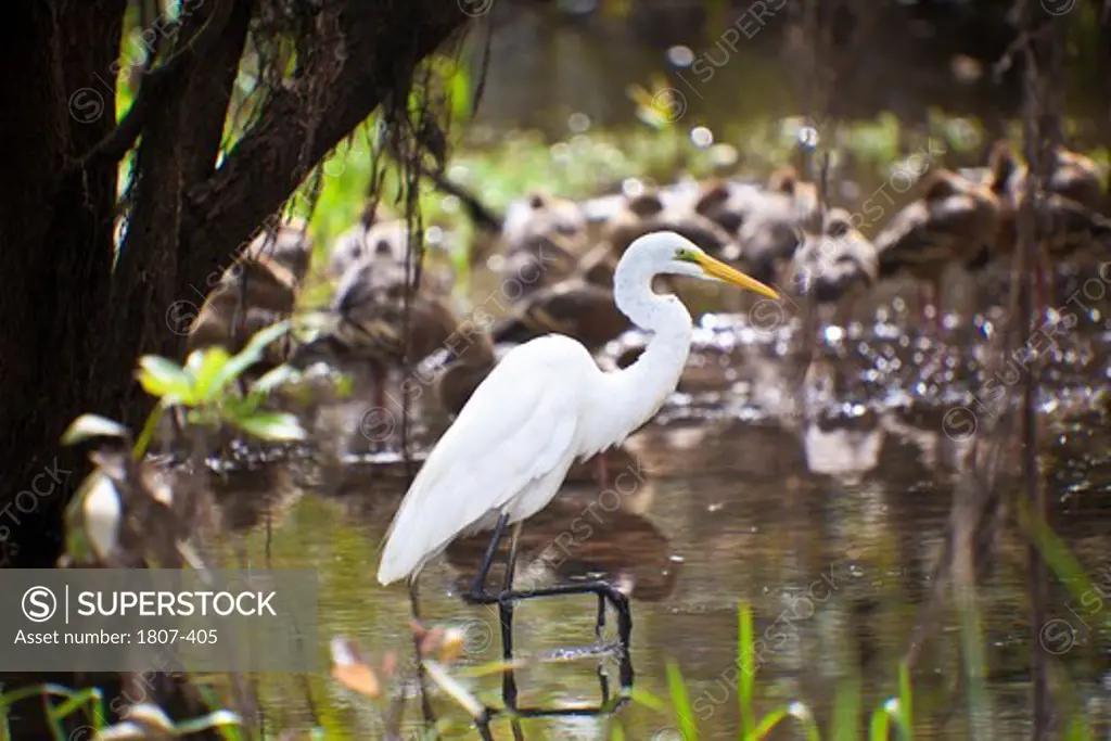 Great egret (Ardea alba), Kakadu National Park, Northern Territory, Australia