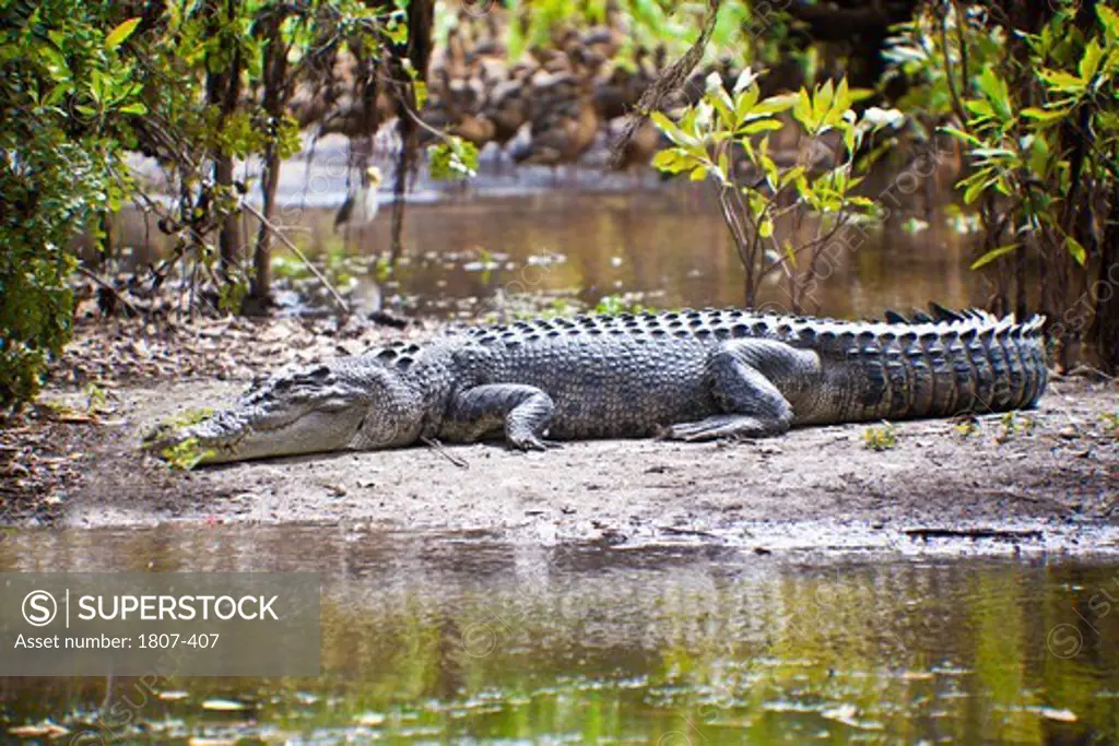Australian Saltwater crocodile (Crocodylus porosus) in a forest, Yellow Water, Kakadu National Park, Northern Territory, Australia