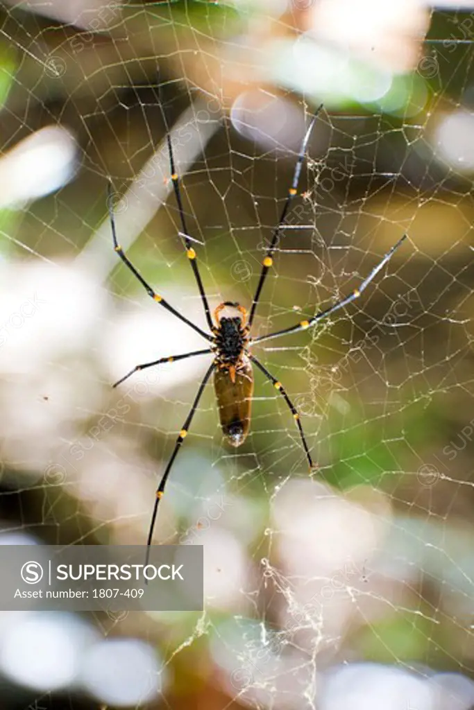 Close-up of a Wasp Spider (Argiope Bruennichi), Yellow River, Kakadu National Park, Northern Territory, Australia