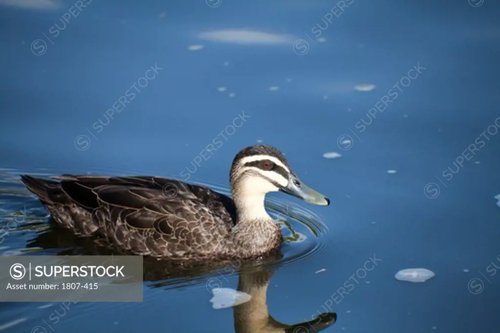 Australia, Garganey duck