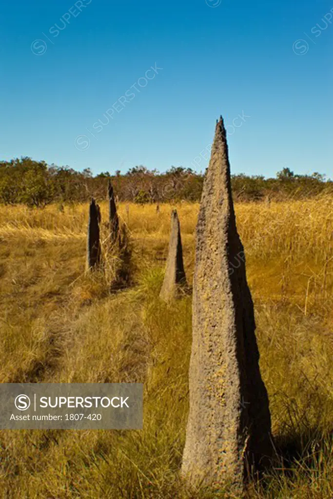Australia, Northern Territory, Kakadu National Park, Magnetic termite mounds