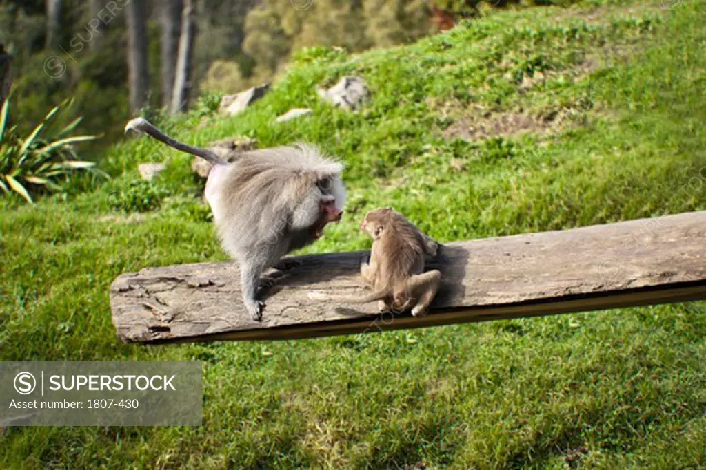 Two Baboons Fighting on log