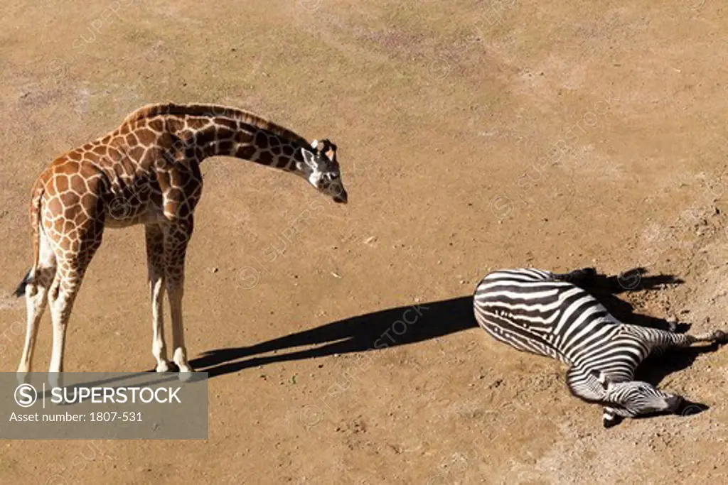 One Giraffe and one Zebra