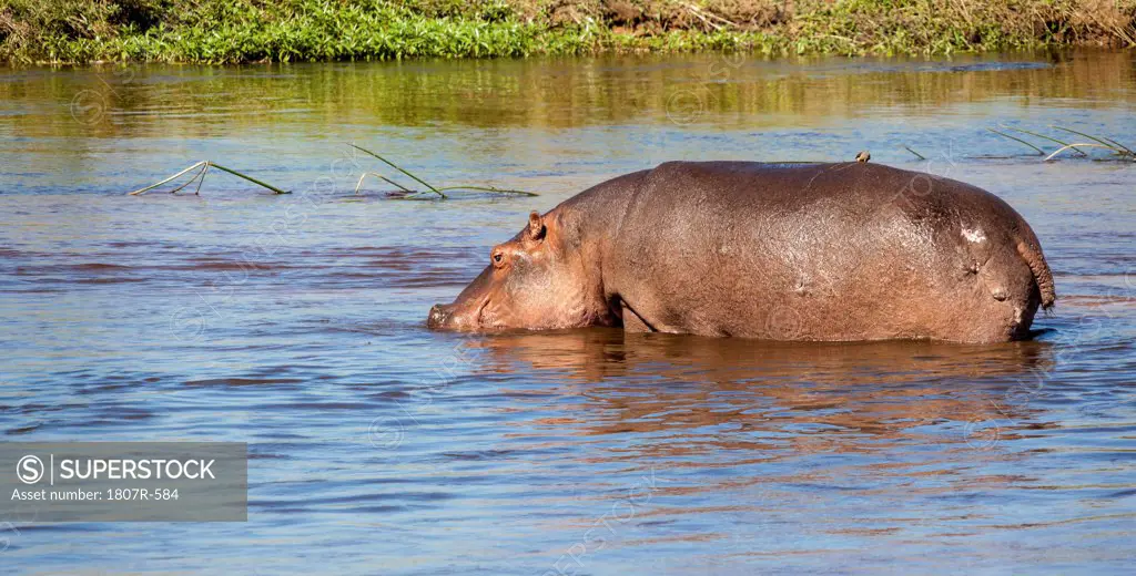 Male Hippopotamus (Hippopotamus amphibius) standing in a river, South Africa