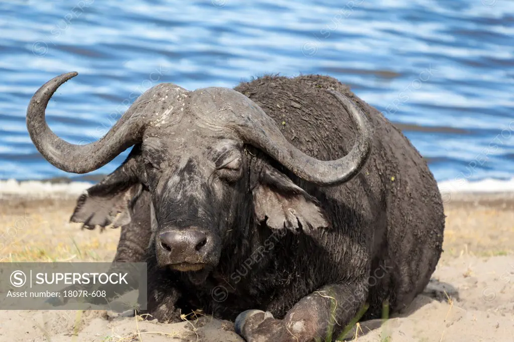 Bull Cape buffalo (Syncerus caffer) sitting by the water