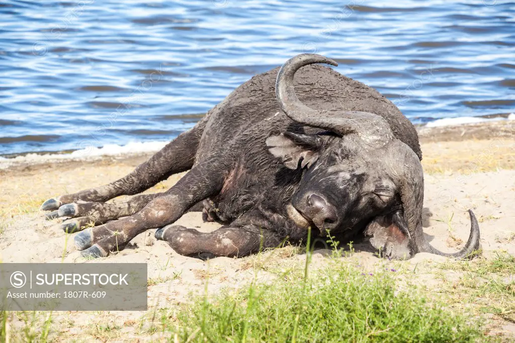 Bull Cape buffalo (Syncerus caffer) resting by the water