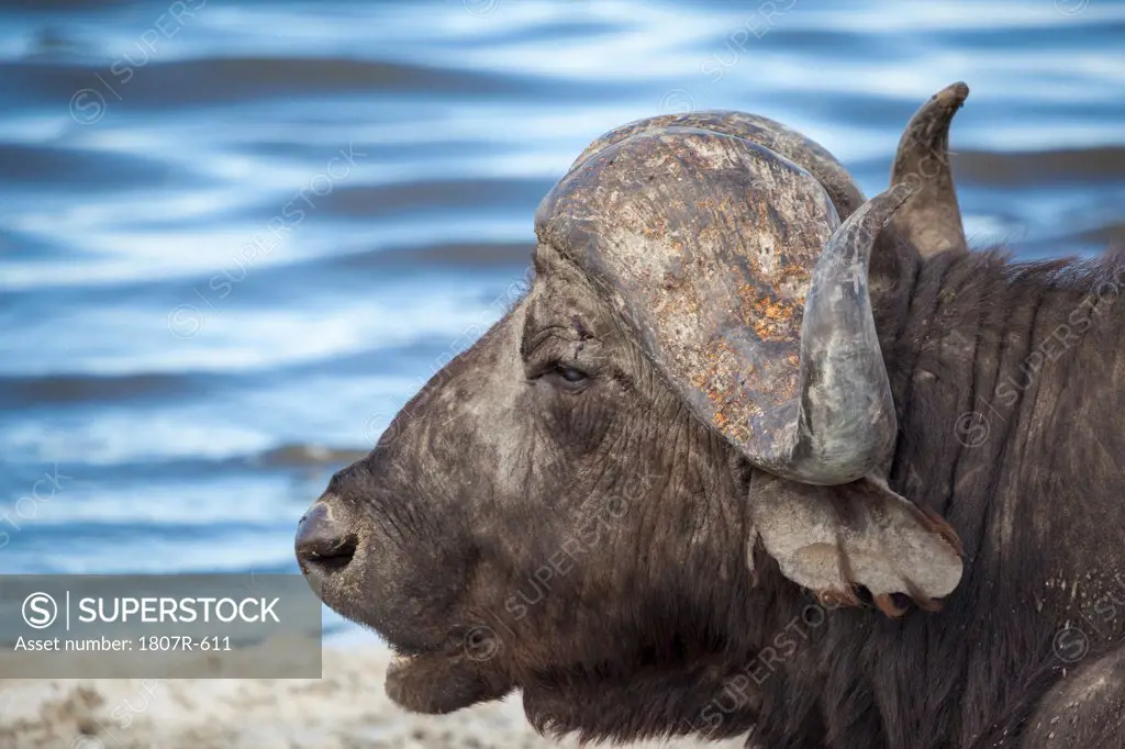 Bull Cape buffalo (Syncerus caffer) by the water