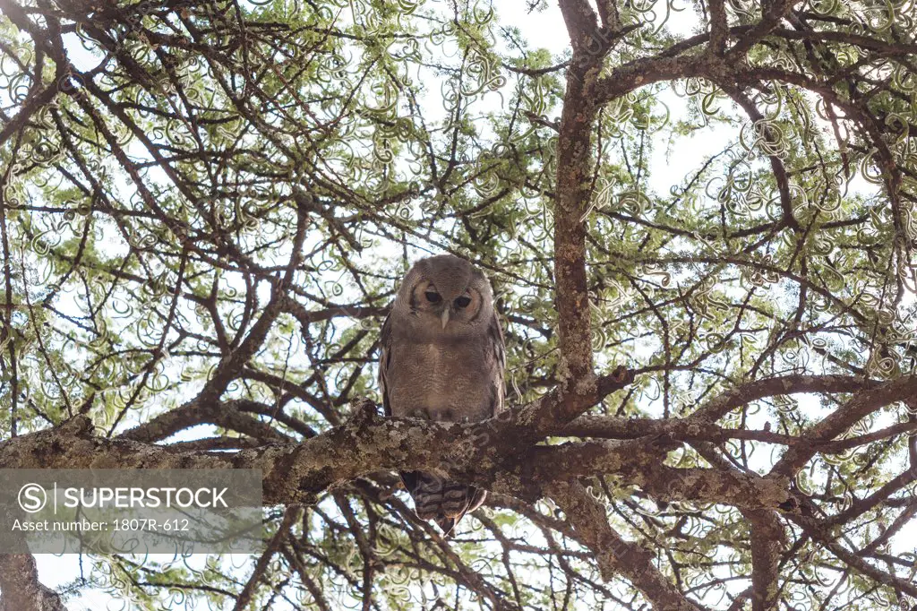 Low angle view of a Spotted Eagle Owl (Bubo africanus) on a tree, Tanzania