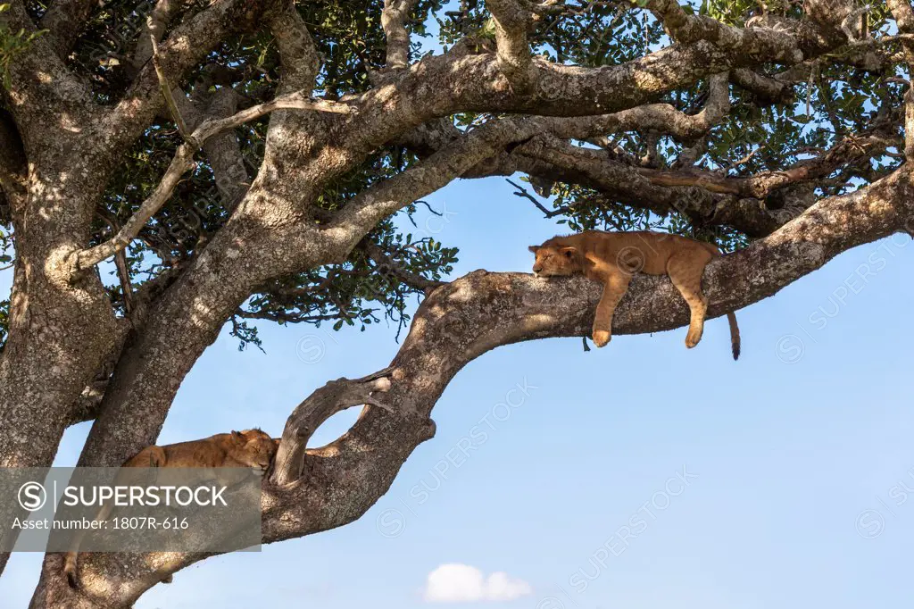 Two Lion cubs (Panthera leo) sleeping on a tree, Serengeti National Park, Tanzania
