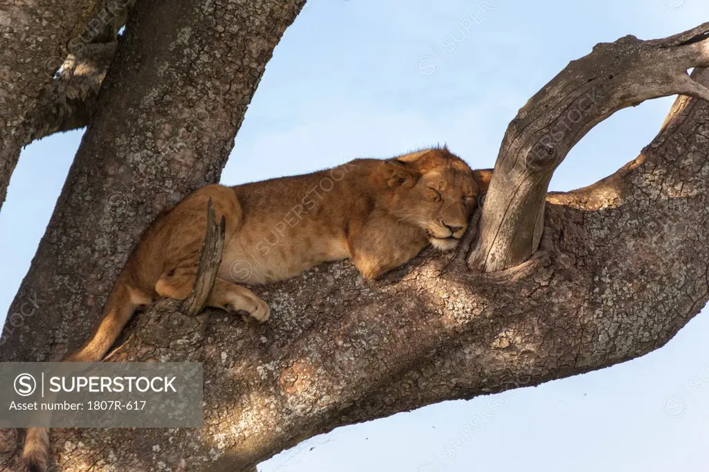 Lion cub (Panthera leo) sleeping on a tree, Serengeti National Park, Tanzania