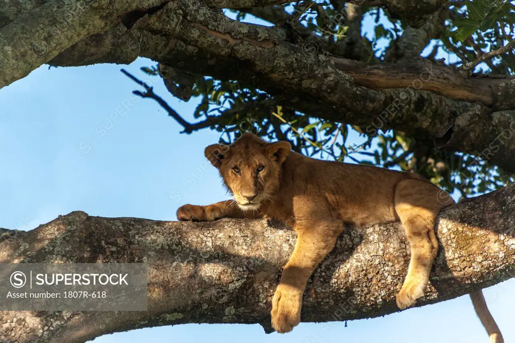 Lion cub (Panthera leo) resting on a tree, Serengeti National Park, Tanzania