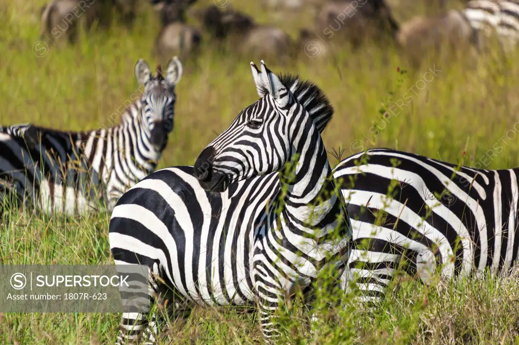 Zebras migrating in a forest, Serengeti National Park, Tanzania