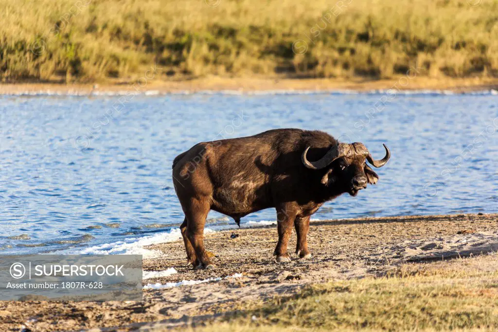 Bull Cape buffalo (Syncerus caffer) standing by the water