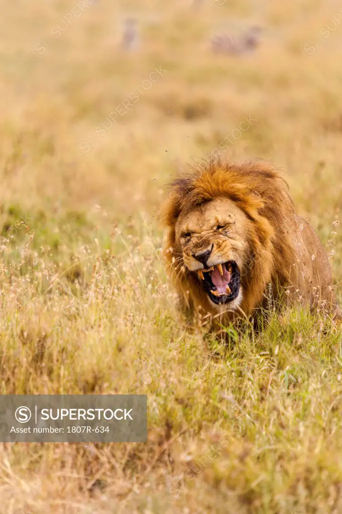 Male lion (Panthera leo) yawning, Serengeti National Park, Tanzania