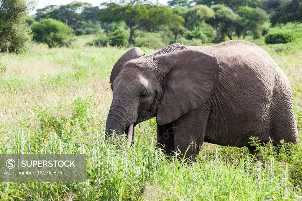 African elephant calf (Loxodonta africana) in a forest, Serengeti National Park, Tanzania