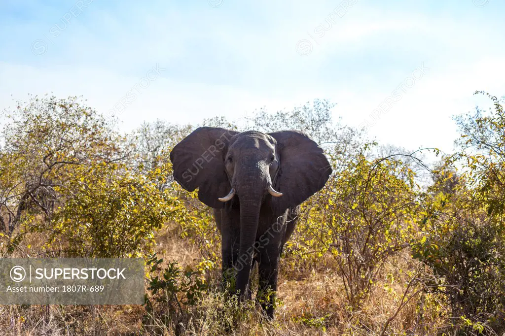 Male African elephant (Loxodonta africana) in a forest, Tarangire National Park, Tanzania