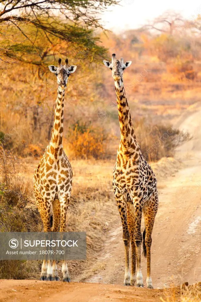 Giraffes (Giraffa camelopardalis) in a field, Serengeti National Park, Tanzania