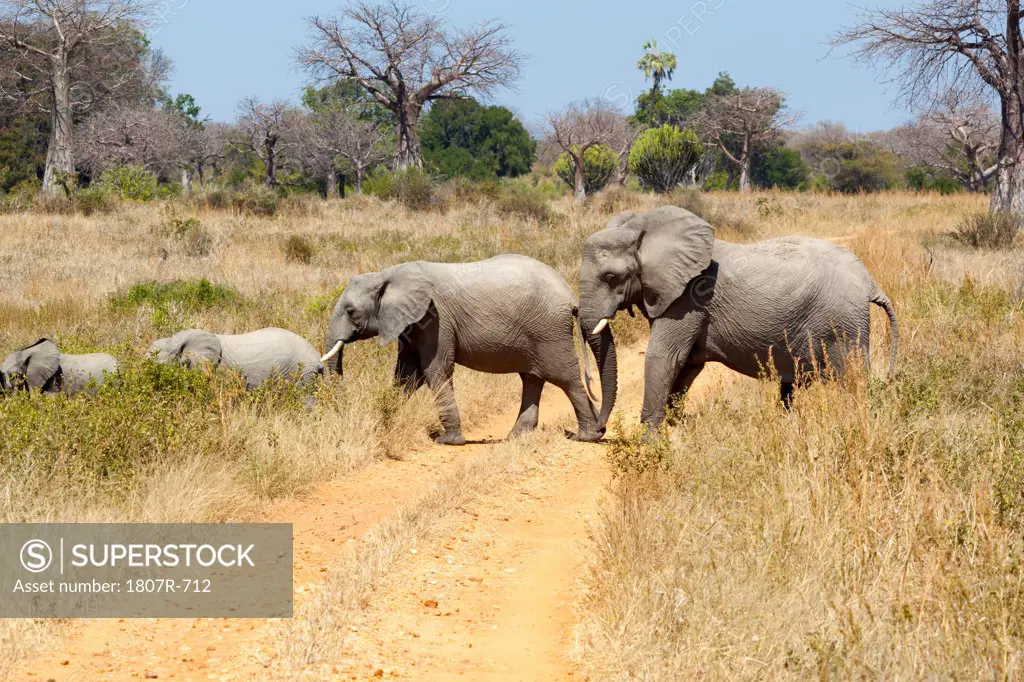 African elephants (Loxodonta africana) crossing a track, Serengeti National Park, Tanzania