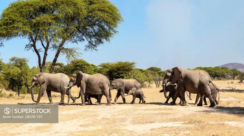 Herd of African elephants (Loxodonta africana) lead by the matriarch in a field, Serengeti National Park, Tanzania