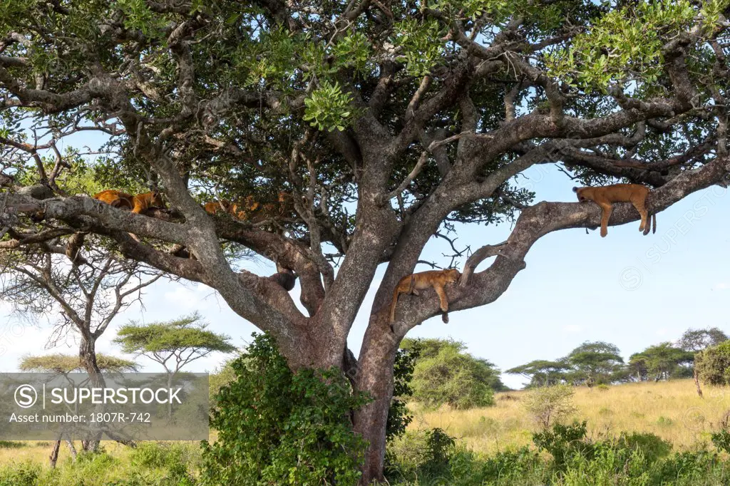 Lion cubs (Panthera leo) sleeping on a tree, Serengeti National Park, Tanzania