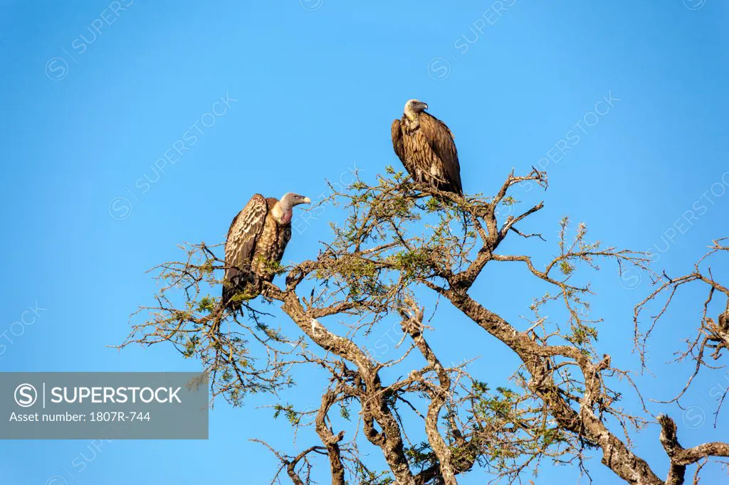 Vultures perching on a tree, Serengeti National Park, Tanzania