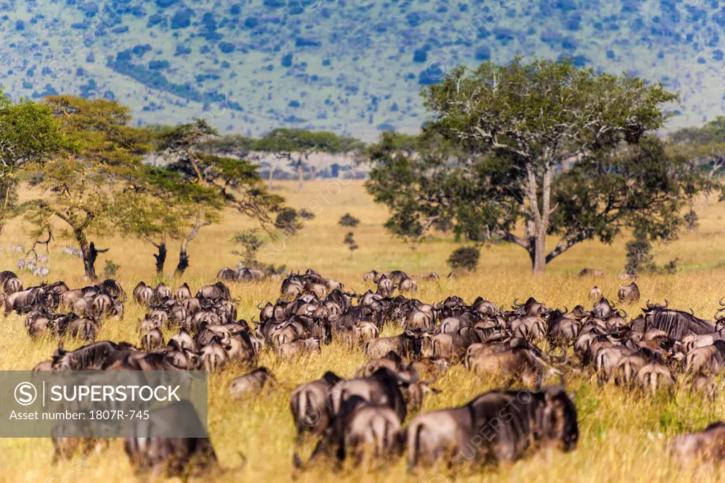 Wildebeests on migration, Serengeti National Park, Tanzania