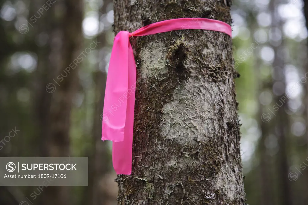 Pink ribbon marks a forest project in a softwood forest of the White Moutnains, New Hampshire USA