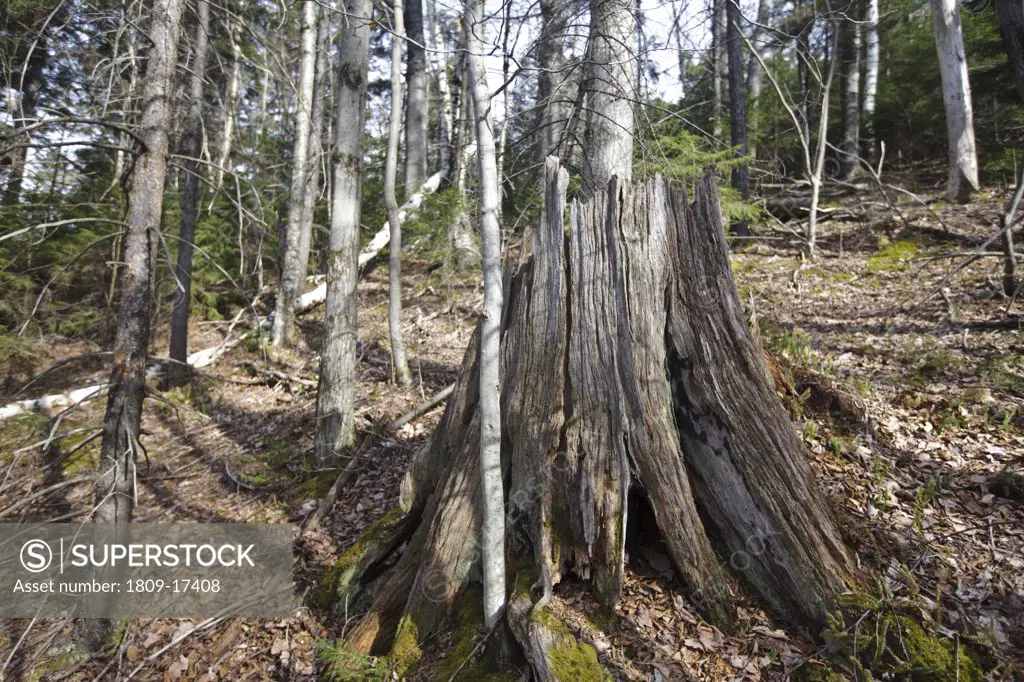 Old tree stump in the Skookumchuck Brook drainage in the White Mountains, New Hampshire USA during the spring months
