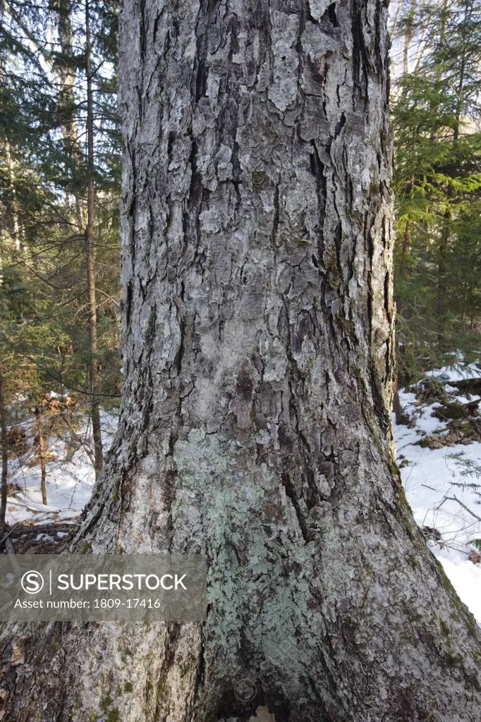 Old Yellow Birch (Betula alleghaniensis) during the spring months at Gibbs Brook Scenic Area in the White Mountains, New Hampshire USA
