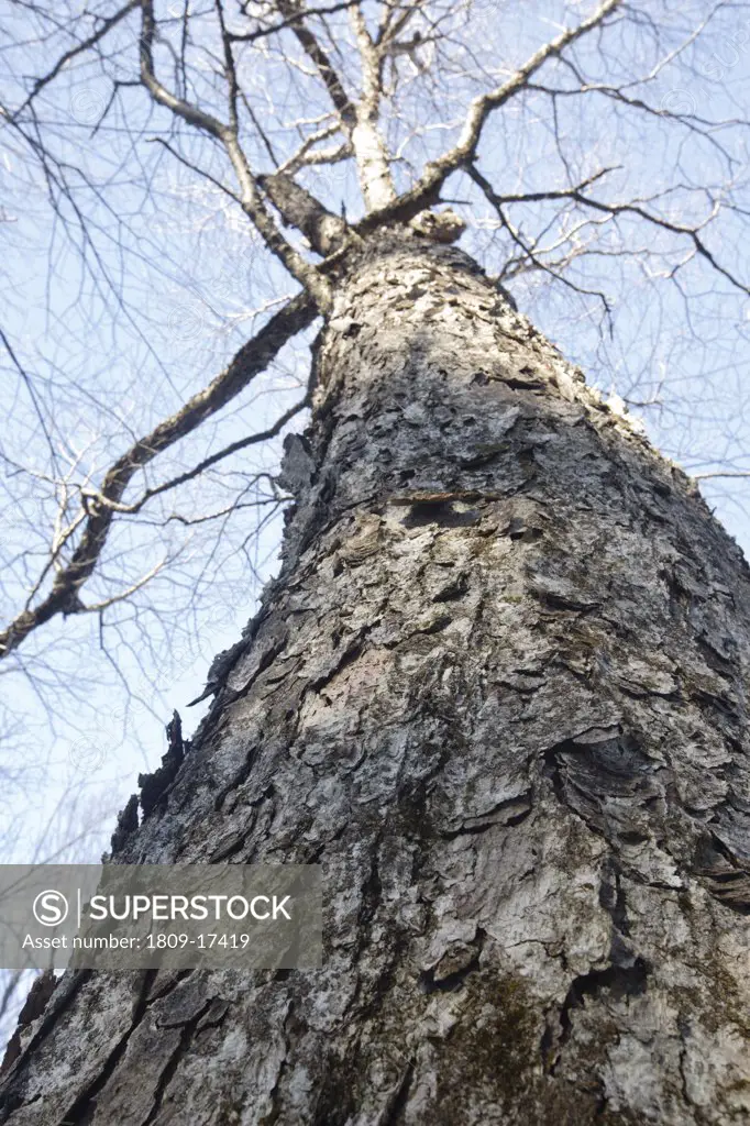 Old Yellow Birch (Betula alleghaniensis) during the spring months at Gibbs Brook Scenic Area in the White Mountains, New Hampshire USA