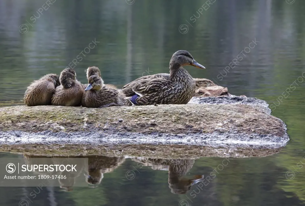 Kinsman Notch - Family of mallard ducks at Beaver Pond in the White Mountains, New Hampshire USA during the spring months